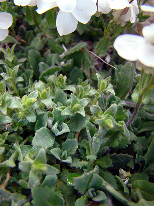 Pianta del Gran Sasso - Arabis alpina sl.